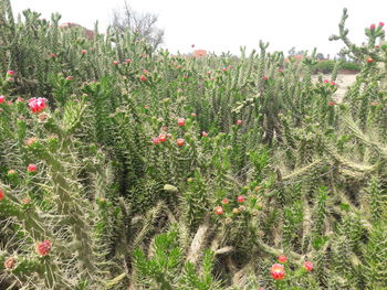 Plants growing on field