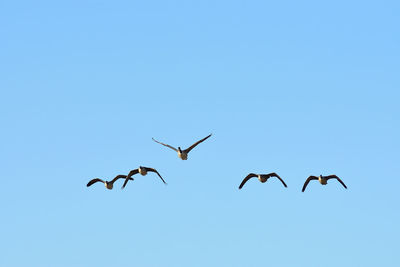 Low angle view of birds flying