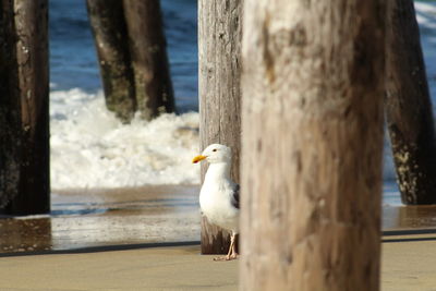 Seagull perching by pier at beach
