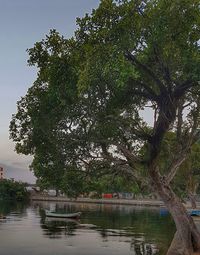 Trees by lake against sky