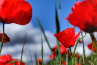 Close-up of red poppy flowers