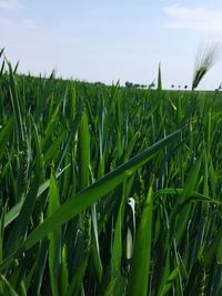 Close-up of crops growing on field against sky