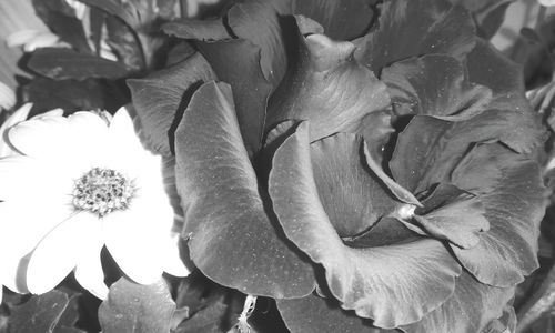 Close-up of flowers blooming outdoors