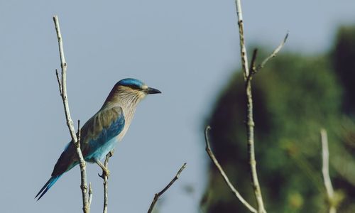 Close-up of bird perching on branch against sky