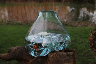 Close-up of fish in tank