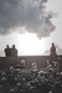 Close-up of flowering plants against sky