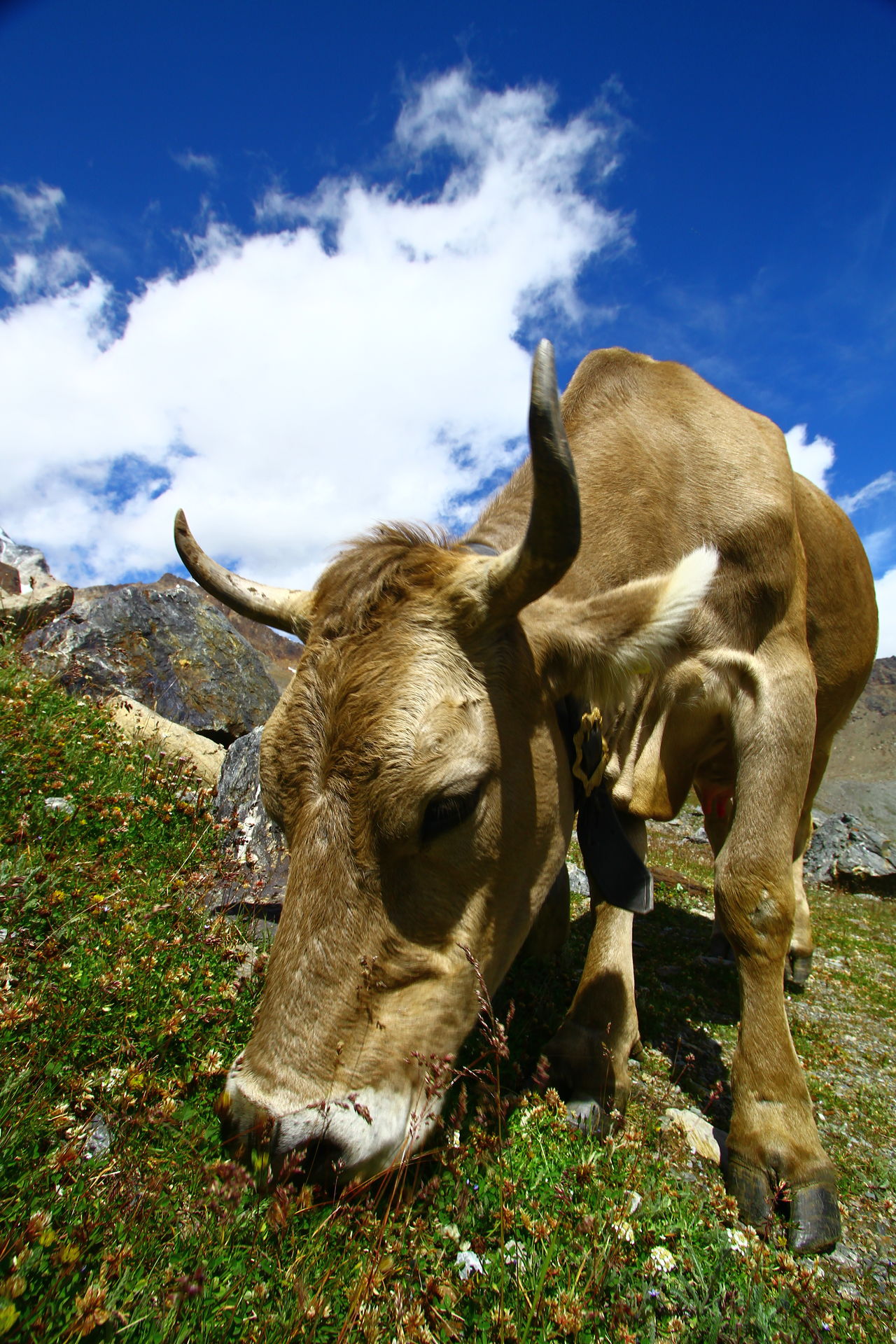 Alpen cow