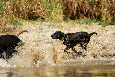 Dog running in water