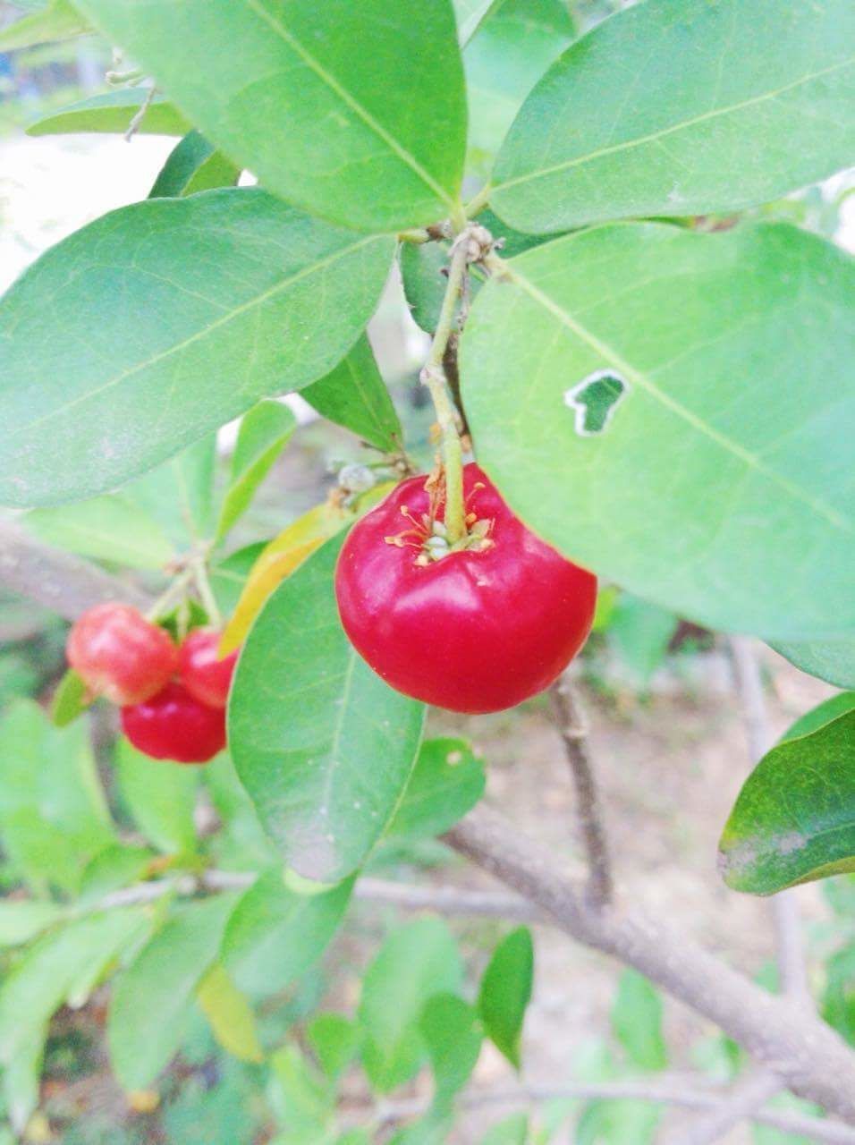 CLOSE-UP OF CHERRIES ON TREE