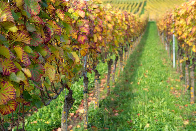 Vineyard against sky during autumn