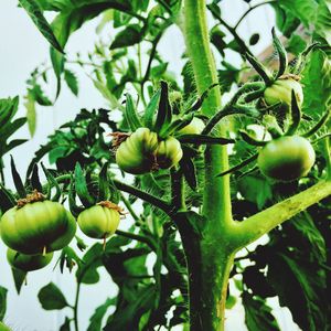 Close-up of fruit growing on tree