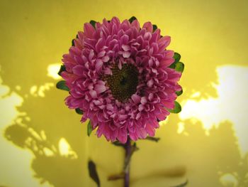 Macro shot of sunflower