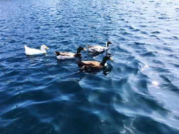 High angle view of ducks swimming on lake