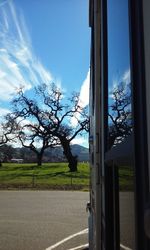 Bare trees on grassy landscape