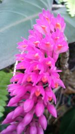 Close-up of pink flowers