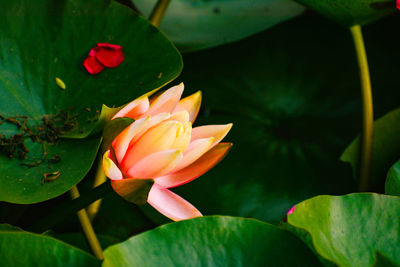 Close-up of lotus water lily in pond