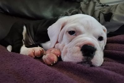 Close-up of dog resting on bed
