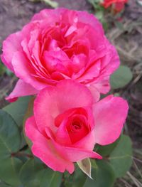 Close-up of pink rose blooming outdoors