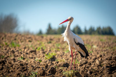 Bird standing in a field