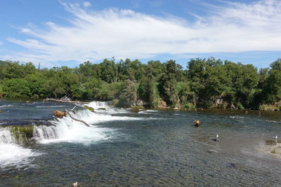 Scenic view of river amidst trees against sky