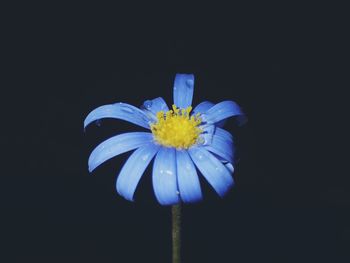 Close-up of blue flower against black background