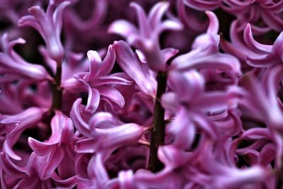 Full frame shot of pink flowering plant