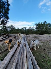 View of dog on dirt road