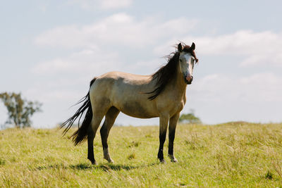 Horse standing in a field