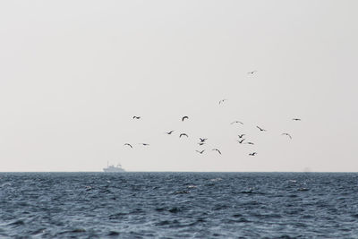 Birds flying over sea against clear sky