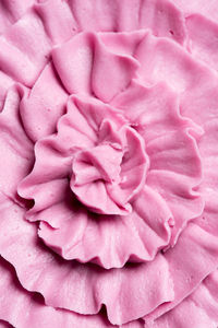 Close-up of pink rose