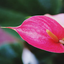 Close-up of pink rose flower
