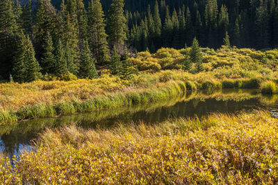 Landscape of yellow bracken, pond and forest along the guanella pass in colorado