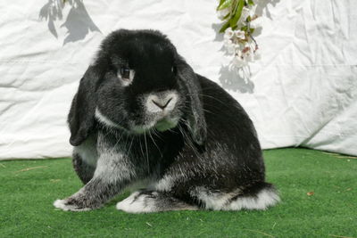 Close-up of a rabbit on a field