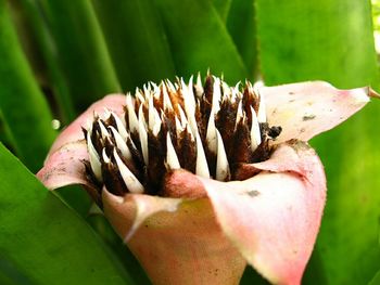 Close-up of plant