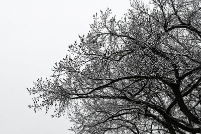 Low angle view of silhouette tree against clear sky