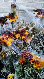 Close-up of flowers in water