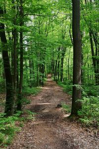 Dirt road amidst trees in forest