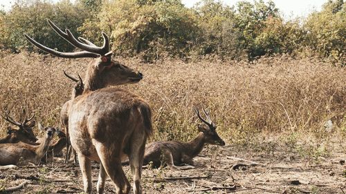 Deer standing in a field