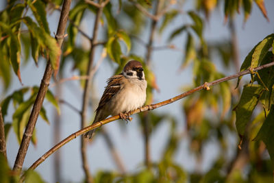 Bird perching on branch