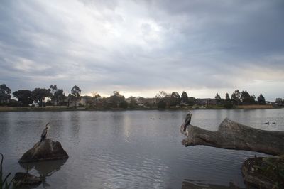 Birds swimming in lake against sky