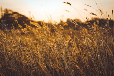 Close-up of wheat growing on field against sky