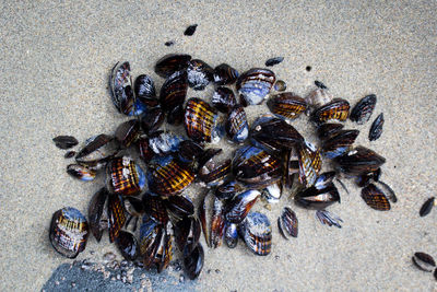 High angle view of crab on sand