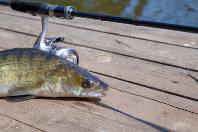 Close-up of fish on pier