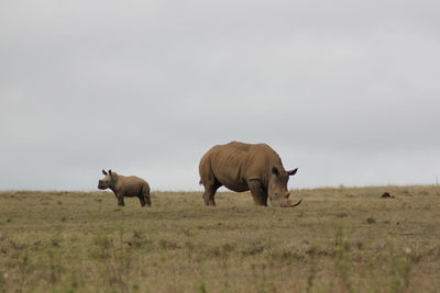 Goat grazing on field