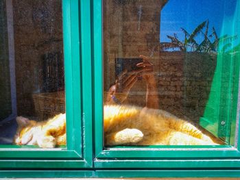 Cat sleeping on bed