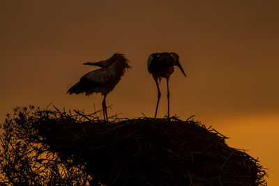 Birds perching on nest against sky during sunset