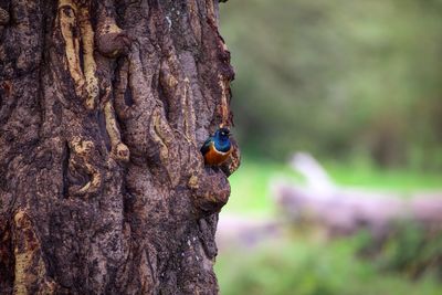 Close-up of insect on tree trunk