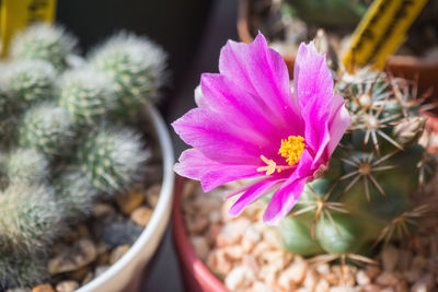 Close-up of pink cactus flower pot