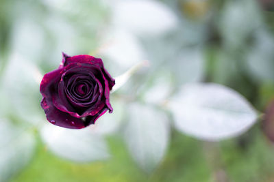 Close-up of rose blooming outdoors