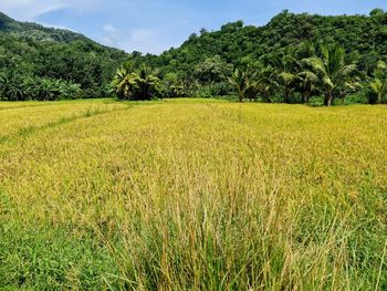 Scenic view of agricultural field against sky